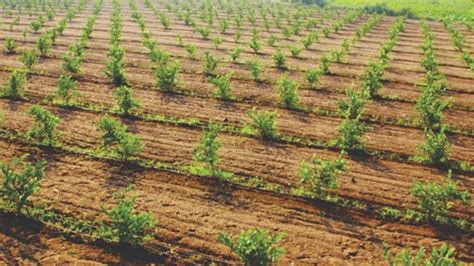 बिहार के किसान खेत के मेड़ पर लगाये फलदार पौधे, बिहार सरकार देगी पैसे ...