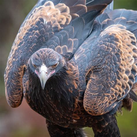 Should be our national bird. : r/australia