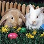 Image result for Animated Easter Bunnies