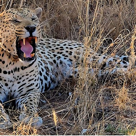 OKONJIMA BUSH CAMP (Otjiwarongo, Namibia, Africa) - B&B Reviews, Photos ...