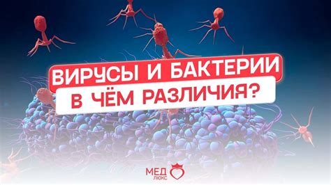 Вирусы и бактерии | В чём же разница? - YouTube
