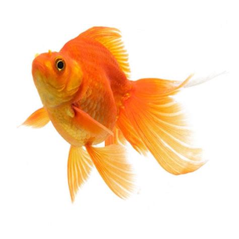 Gold Fish – Fishykart.in