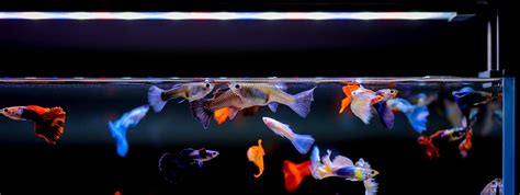 Twinstar Aquarium WRGB LED Light | B-Line | Model: 120B (Version II ...