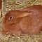 Image result for Adorable Baby Bunny