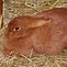 Image result for Dutch Lop