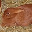 Image result for Holland Lop Bunny