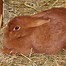 Image result for Pet Rabbit Pictures
