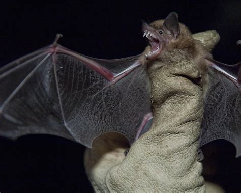 Big Brown Bat - Eptesicus fuscus