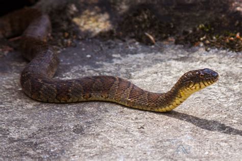 Common Snakes In North Carolina