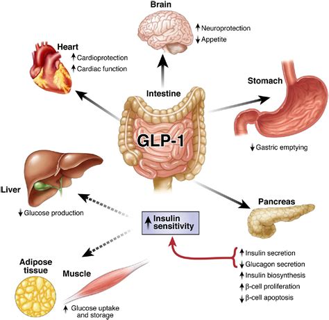 Biology of Incretins: GLP-1 and GIP - Gastroenterology