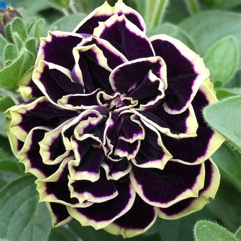 Petunia Jewel Midnight Gold - Garden Footprints
