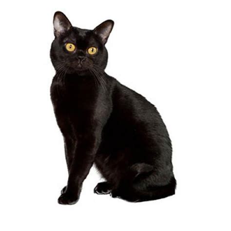 Bombay Cat Breed Information | Purina UK