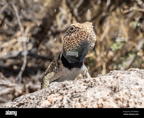 Rezultat imagine pentru Collared Lizard