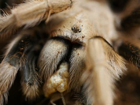 Arizona Blond Tarantula (Aphonopelma chalcodes) care — The Tarantula ...
