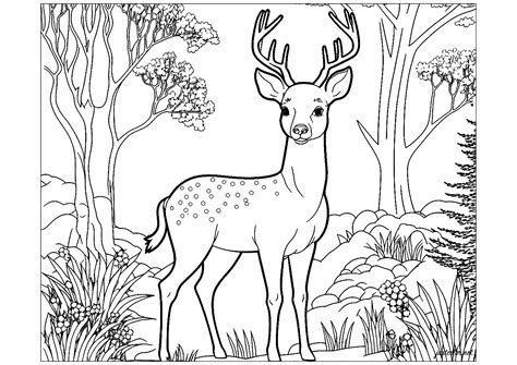 Deer Picture To Color