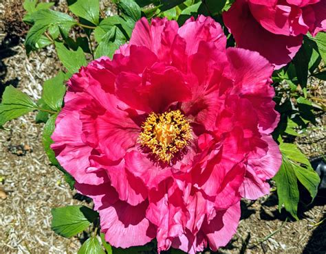The Blooming Tree Peonies at My Farm - The Martha Stewart Blog