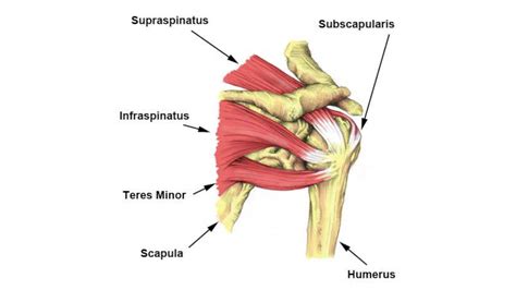 Hip: Normal And Pathology - Internet Book Of MSK Ultrasound