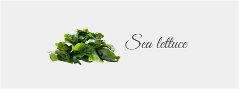 Sea Lettuce Benefits – Natural Skincare & Haircare Uses – La Pink