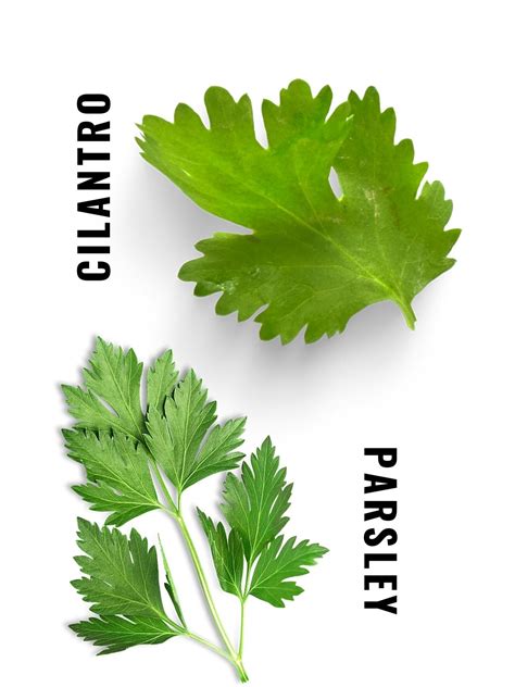 Coriander Vs Parsley