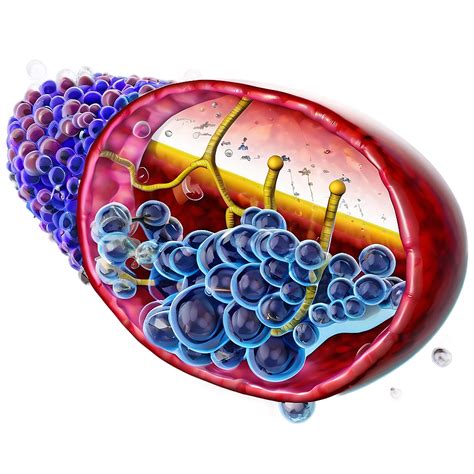 Cell Structure PNG 的图像结果