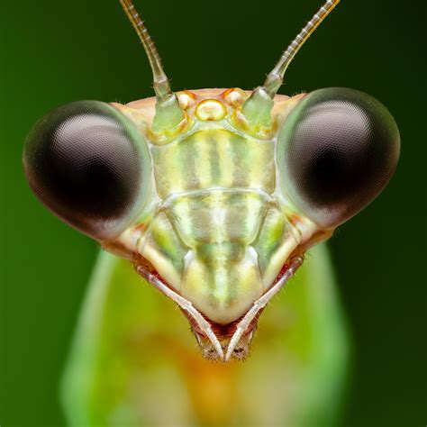 Praying Mantis Face