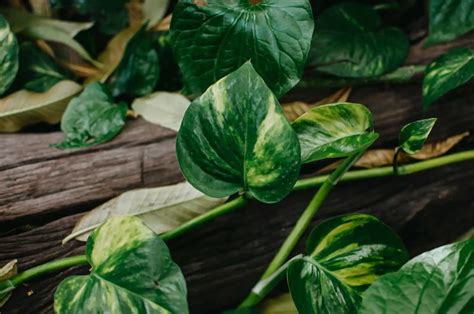 Devil's Ivy Care: How To Keep Your Pothos Happy And Healthy