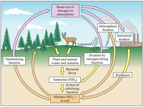 [View 22+] Draw A Schematic Diagram Of Nitrogen Cycle And Explain It