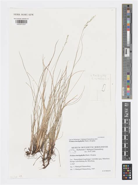 Festuca trichophylla (Ducros ex Gaudin) K.Richt. | Plants of the World ...