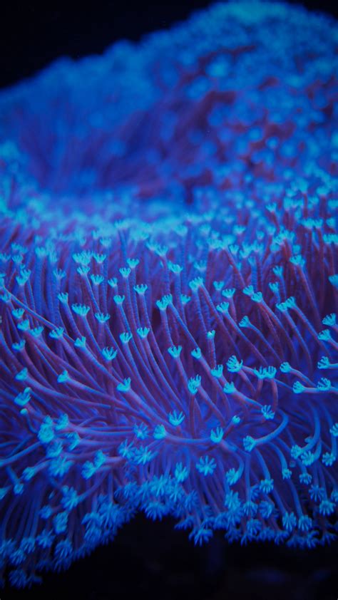 Download wallpaper 1350x2400 algae, underwater, blur, blue iphone 8+/7 ...
