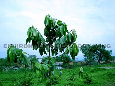 Envis Centre, Ministry of Environment & Forest, Govt. of India