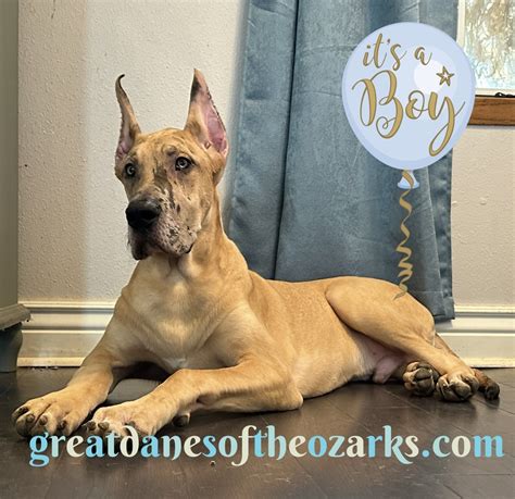 Merle Great Dane Cropped Ears