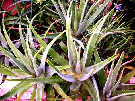 Digital Photo Canvas Art - Makerspace at KSU Tuscarawas - LibGuides at ...