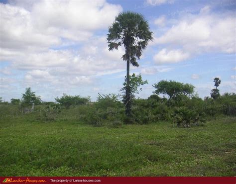 Pottuvil - JungleKey.in Image