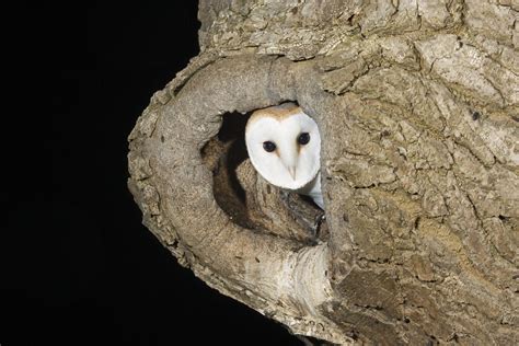 Barn Owl Habitat