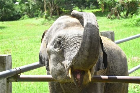 Thai Elephant Care Center (Mae Rim) - All You Need to Know BEFORE You Go