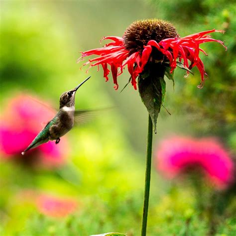 Flowers Hummingbirds Love Best 7 Best Plants To Attract Hummingbirds