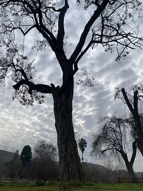 Beautiful cloudy day at Hart Park, Bakersfield CA | Scrolller