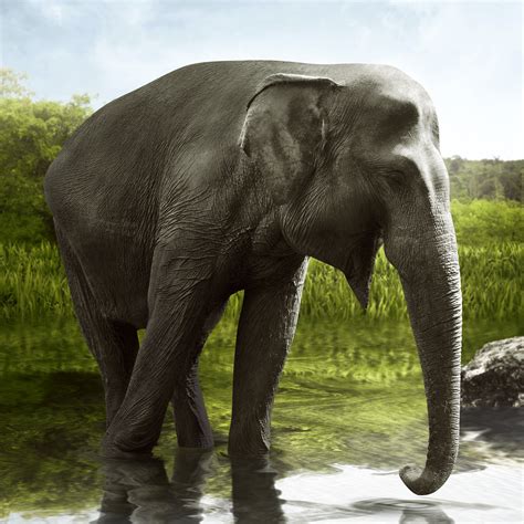 Is It True That Elephants Never Forget Mental Floss