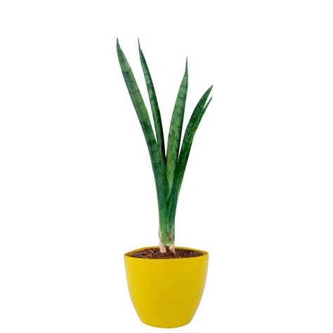 Green Bagiyaa Sansevieria Parva Kenya Snake Plant Succulent Natural ...