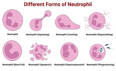 Neutrophils Diagram Simple