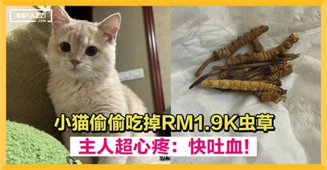 【只剩渣渣！】小猫偷偷吃掉RM1.9K虫草，主人心疼不已：快吐血！ | 88razzi