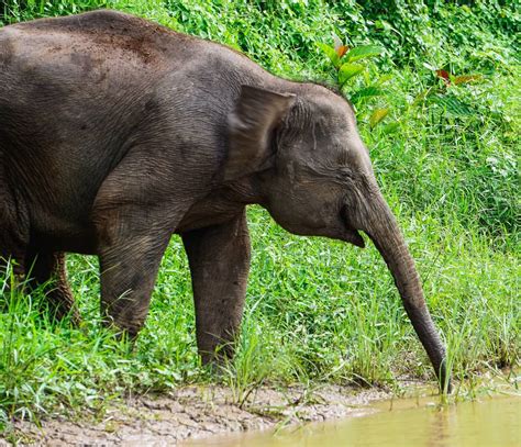 Pygmy Elephants In Borneo, Malaysia - Dreamer at Heart