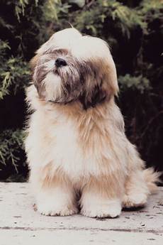 Lhasa Apso Hair Style by Lhasa Apso Hairstyles Pets Lhasa Apso Hair Style