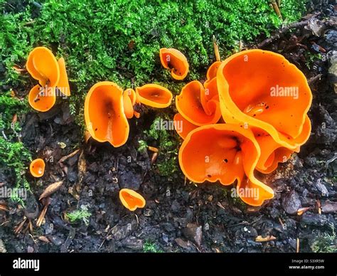Orange peel fungus (Aleuria aurantia) on the forest floor In Hampshire ...