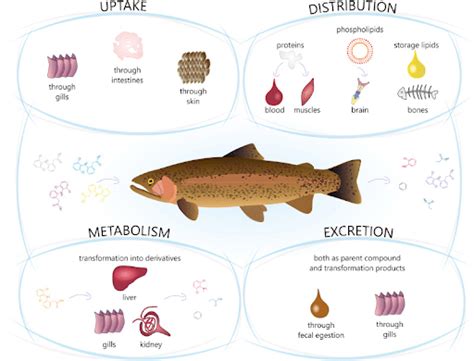 Xenobiotics - Environment Notes