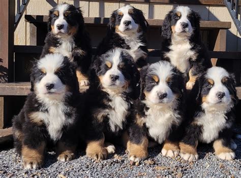How Much Do Bernese Mountain Dog Puppies Cost