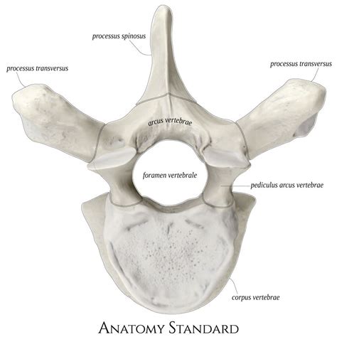 Thoracic Vertebra Labeled