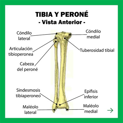 Anatomía Del Peroné Página 4 | Vectores De Tibia Perone Descarga