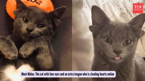 Meet Midas: The cat with four ears and an extra tongue who is stealing ...
