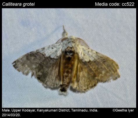 Calliteara grotei (Moore, 1859) - | Moths